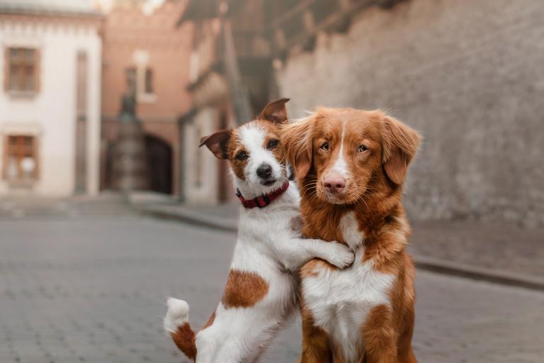 Happy dogs: a Jack Russell hugging a retriever