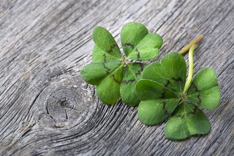 a pair of four-leaf clovers